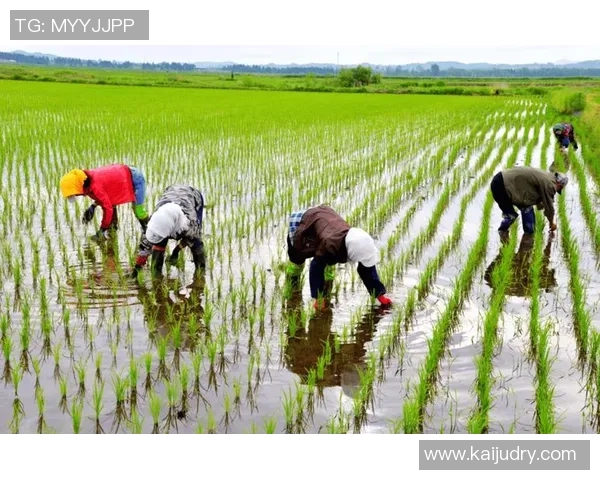 大米种植技术创新与可持续发展路径探索:提升产量与环境保护的双重挑战